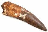 Real Spinosaurus Tooth - Large Dinosaur Tooth #374013-1